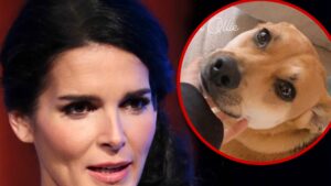 Read more about the article Angie Harmon's Family Dog Shot and Killed By Deliveryman