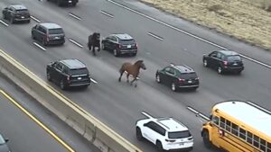 Read more about the article Two Horses Gallop Freely on Cleveland Highway After Escaping from Stable