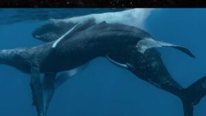 Read more about the article Male Humpback Whales Photographed Having Sex, First Ones Caught on Camera