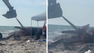 Read more about the article People Cheer as Dead Beached Whale Gets Mutilated During Removal