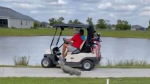 Read more about the article Alligator Chases Down People In Golf Cart, Tries To Bite Them In Insane Video!